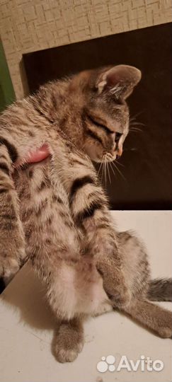 Котенок мальчик