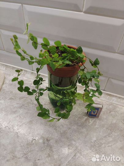 Домашние растения цветы