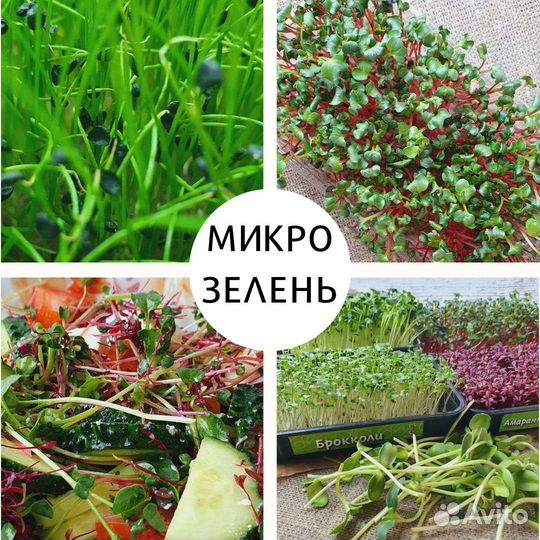 Микрозелень