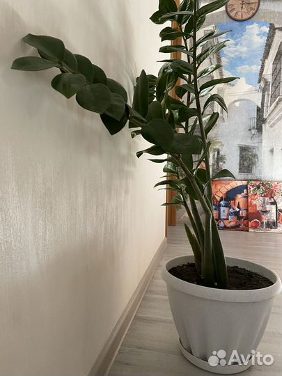 Замиокулькас