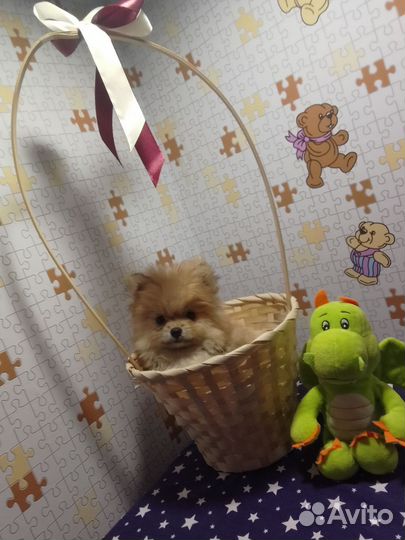 Щенки шпица