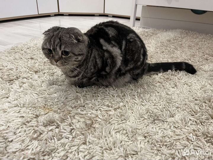 Отдадим кошку в добрые руки