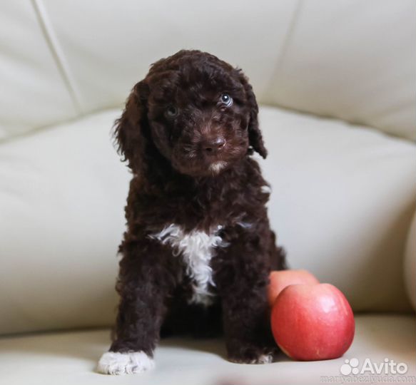 Продажа щенков