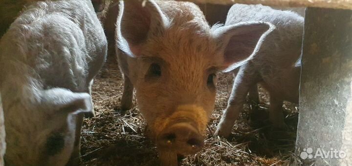 Поросята Венгерская мангалица