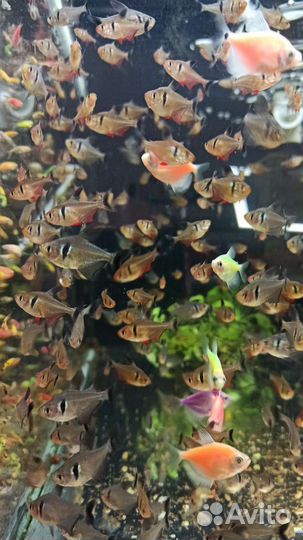 Данио гло, тернеция, данио малабарский, орнатус