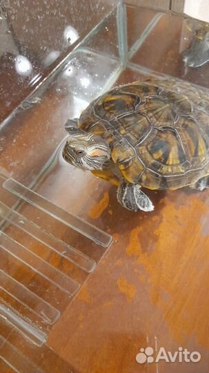 Красноухая черепаха с аквариумом