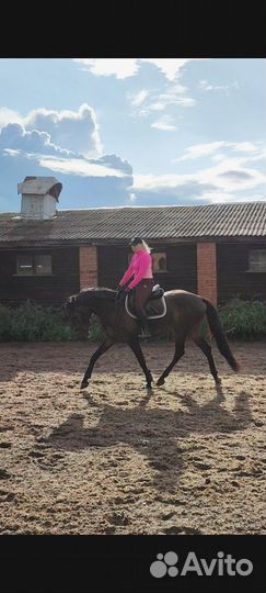 Берейтор-тренер-спортсмен-коновод-ветеринар