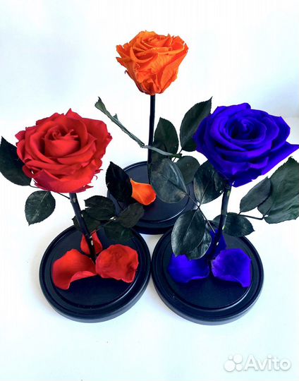 Роза в колбе живая