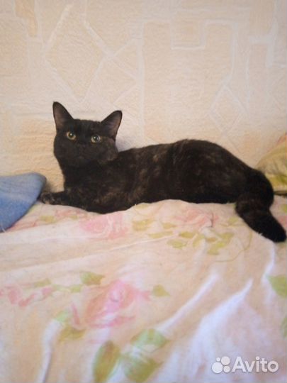 Кошечка в добрые руки