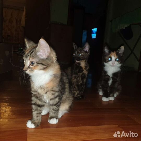 Котята в добрые руки