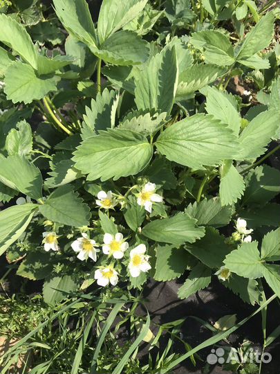 Клубника Виктория, Купчиха, Зенга зенгана