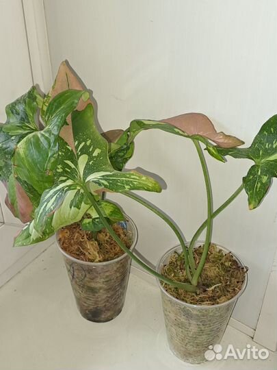 Сингониум Red spot Tricolor