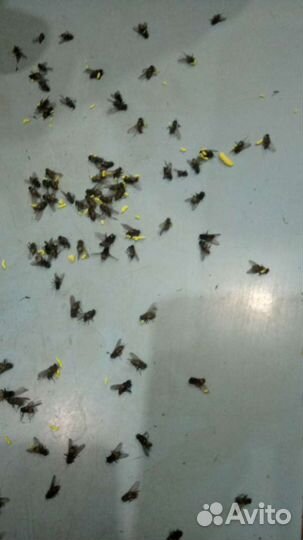 Средство от мух 