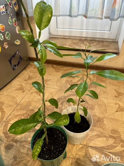 Мандарин /calamondino