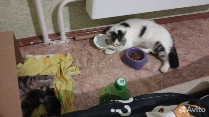 Котик в добрые руки
