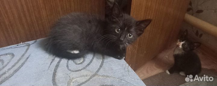 Отдам хорошеньких котят в хорошие руки