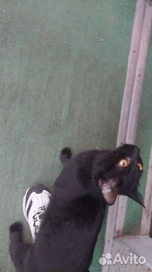Котик