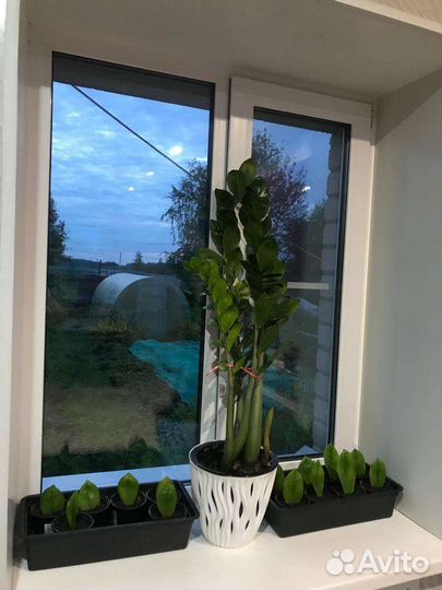 Замиокулькас