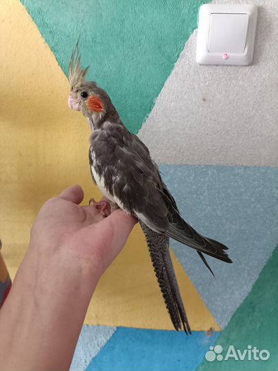 Попугай корелла птенец