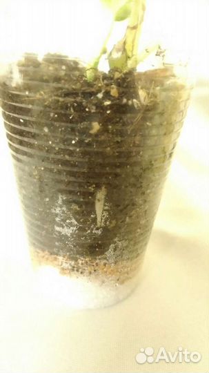 Эпипремнум