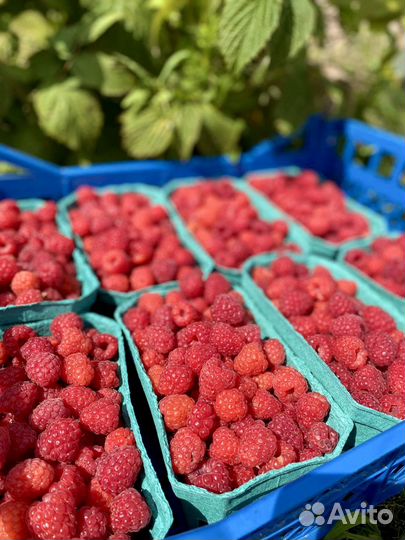 Малина ягоды оптом