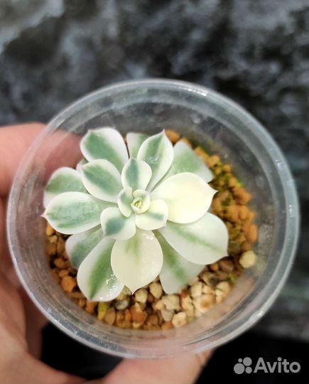 Суккуленты