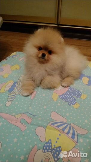 Померанский шпиц