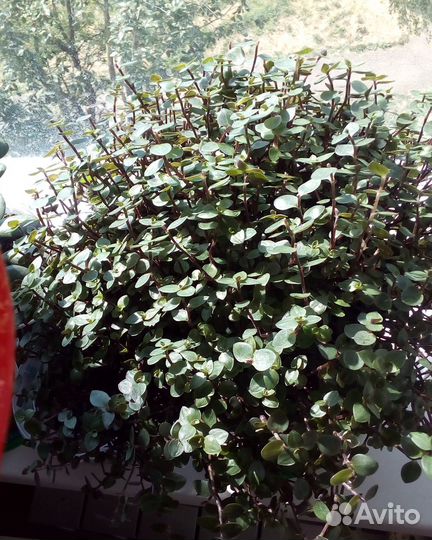 Комнатные домашние растения