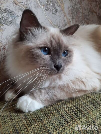 Священная,бирма -подрощенная кошечка