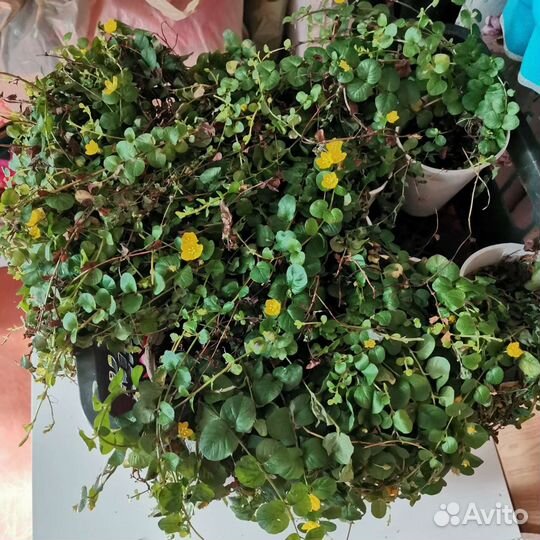 Вербейник монетчатый