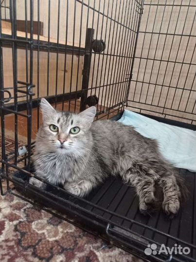 Няша ищет дом