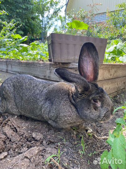 Кролики великаны