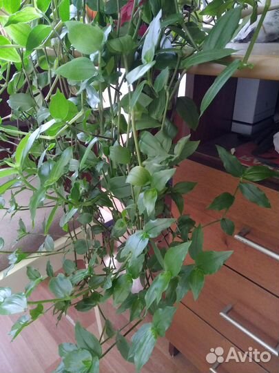 Традесканция,ранункулюсы,сциндапсус,мальва,хоста