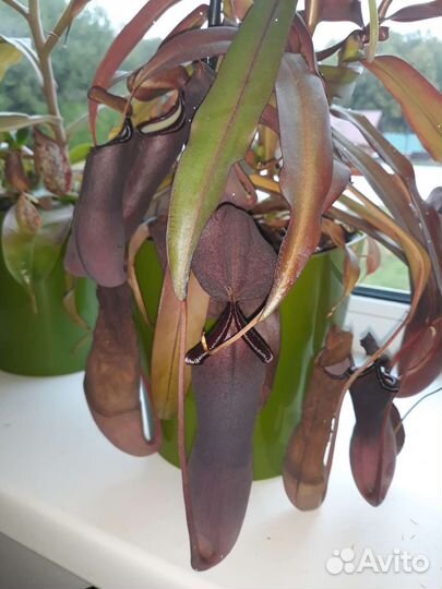 Непентес, хищное растение в горшке