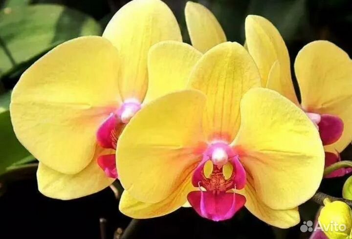 Орхидея фаленопсис желтая жемчужина
