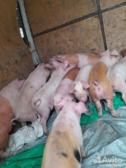 Продам поросят