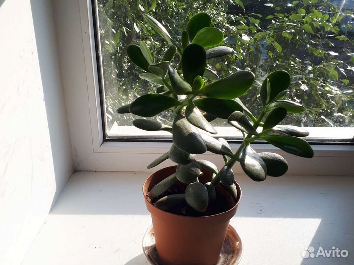 Комнатные цветы