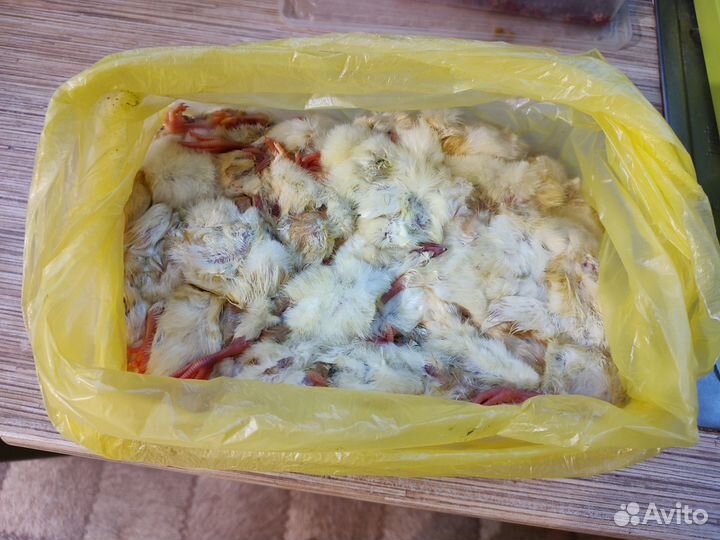 Цыплята суточные