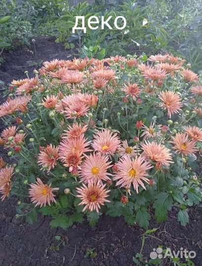 Хризантемы корейские