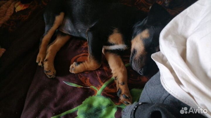 Щенок ягдтерьер охотничий