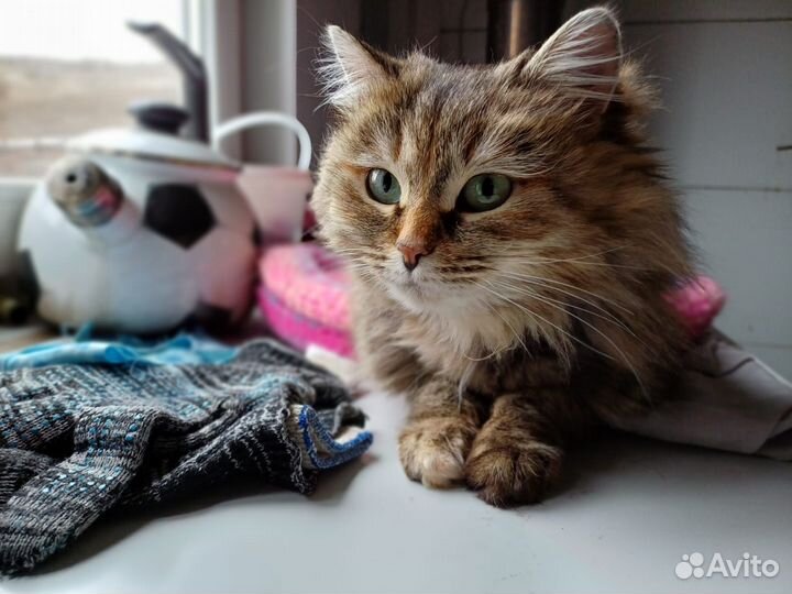Кошка в добрые руки