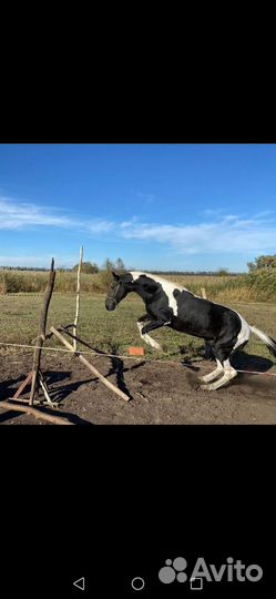 Ахалтекинский жеребчик