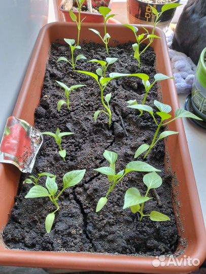 Рассада перцев