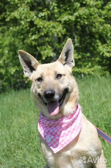 Наша звёздочка