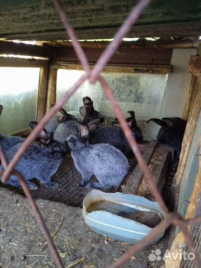 Кролики полтавское серебро