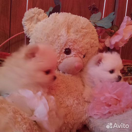 Померанский шпиц