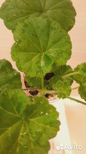 Герани и пеларгонии