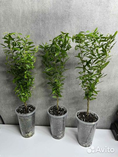 Комнатный плодоносящий гранат сорт nana