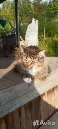 Кот в добрые руки