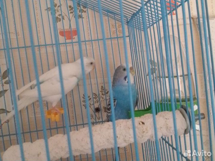 Волнистый попугай с клеткой